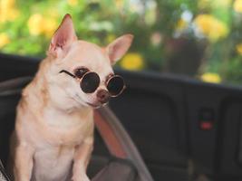 bruin kort haar- chihuahua hond vervelend zonnebril staand in huisdier vervoerder rugzak met geopend ramen in auto stoel. veilig reizen met huisdieren concept. foto
