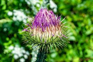 mooi groeit bloem wortel klit distel Aan achtergrond weide foto