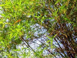 versheid groene kleur blad van bamboe foto