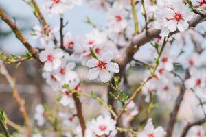 een dichtbij omhoog van een kers bloesem boom met roze bloemen foto