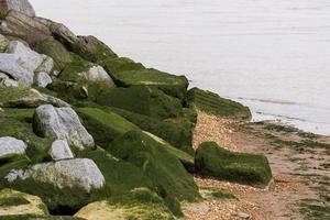 groen algen gedekt zee muur rotsen Bij laag tij foto