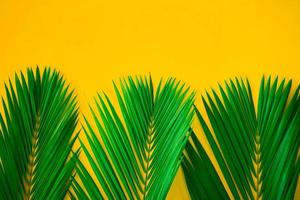 groene tropische palmbladeren op felgele achtergrond. creatieve natuurlay-out maakte bladeren. concept kunst. zomer concept, tropische palm blad achtergrond, ruimte voor tekst. foto