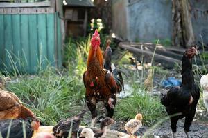 een kudde van kippen Aan een boerderij is aan het eten foto