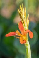 canna lilly groeit in een Texas tuin in lente. foto