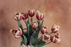delicaat voorjaar geel rood tulp in detailopname Aan achtergrond foto