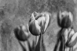 delicaat voorjaar geel rood tulp in detailopname Aan achtergrond foto