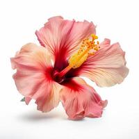 hibiscus bloem geïsoleerd. illustratie ai generatief foto