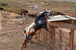 vredig temmen geit dieren Aan een boerderij Aan kanarie eiland fuertaventra foto