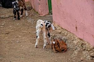 vredig temmen geit dieren Aan een boerderij Aan kanarie eiland fuertaventra foto