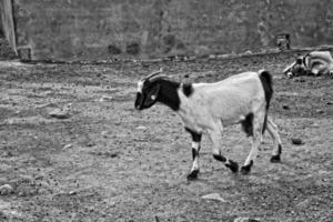 vredig temmen geit dieren Aan een boerderij Aan kanarie eiland fuertaventra foto