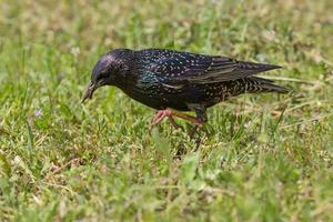 spreeuw met worm rennen in groen gras foto