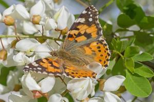 dichtbij omhoog van bruin vlinder zittend Aan wit acacia bloeiende foto