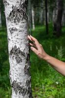 de hand- van de meisje accenten de berk in de Woud. Aan de grond, wazig groen gras. selectief focus Aan de hand- en berk. ecologisch concept. achtergrond met berken vervaagd. foto