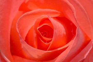 dichtbij omhoog van rood roos bloem foto