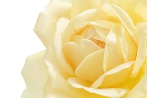 dichtbij omhoog van geel roos geïsoleerd Aan wit achtergrond foto