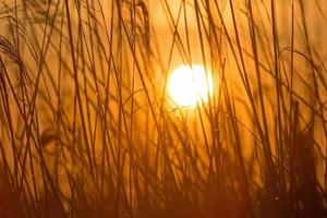 visie Aan stijgende lijn zon door riet Bij rivieroever foto