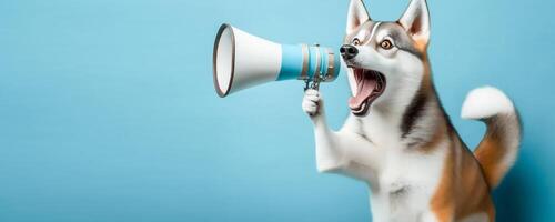 grappig schattig hond, Siberisch schor houdt een luidspreker in haar geschreeuw en aankondigen Aan zacht blauw studio achtergrond, generatief ai foto