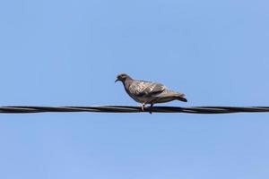 duif zittend Aan elektrisch draad tegen blauw lucht foto