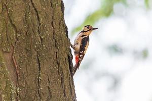 dichtbij omhoog van specht zittend Aan romp van boom foto