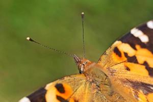 dichtbij omhoog van geschilderd dame vlinder foto