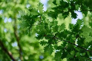 groen vers bladeren Aan eik takken detailopname tegen de lucht in zonlicht foto