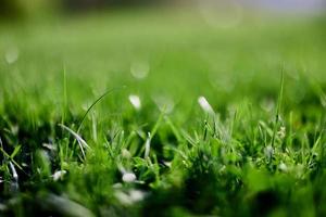 groen gazon gras detailopname van de bladeren van de gras. natuur behoud zonder milieu vervuiling, schoon lucht foto