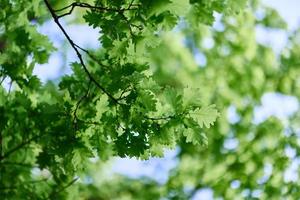 vers groen bladeren van de eik boom tegen een zonnig wolkenloos lucht foto