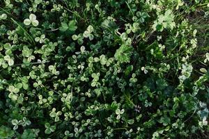 detailopname visie van zomer groen gazon gras, microklaver in zonlicht foto