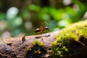 Woud insect boom. genereren ai foto