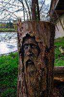 boom romp met gezicht van oud op zoek persoon gesneden in de hout in Cambridge, Engeland foto