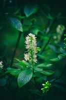 wit bloem Aan een groen achtergrond in de natuurlijk milieu foto