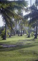 palm bomen Aan de gazon foto