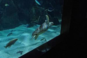 groot zee schildpad zwemmen in de zee water in de aquarium Bij de dierentuin in detailopname foto