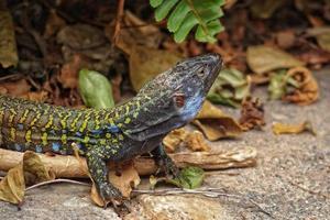 weinig exotisch hagedis in natuurlijk milieu foto