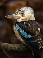 blauwvleugelig kookaburra in dierentuin foto