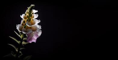 wit vingerhoedskruid bloem in donker achtergrond ai gegenereerd foto