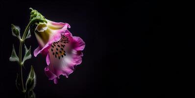 roze vingerhoedskruid bloem in zwart achtergrond ai gegenereerd foto
