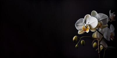 wit orchidee bloem in donker achtergrond ai gegenereerd foto