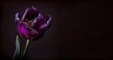 Purper donker tulp bloem in zwart achtergrond foto