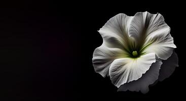 wit petunia bloem in donker achtergrond ai gegenereerd foto