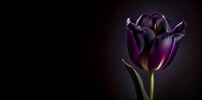 Purper donker tulp bloem in zwart achtergrond foto