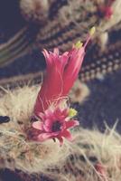 stekelig cactus met roze bloemen in detailopname foto