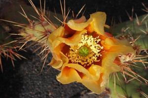 nieuwsgierig groot groen origineel cactus bloem bloeiend bloeiend groeit in de tuin dichtbij omhoog foto