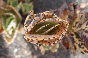 nieuwsgierig groot groen origineel cactus groeit in de tuin dichtbij omhoog foto