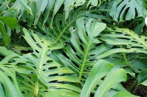 groen achtergrond met exotisch bladeren in de tuin in detailopname foto