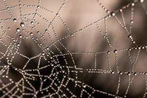 weinig delicaat water druppels Aan een spin web in detailopname Aan een mistig dag foto