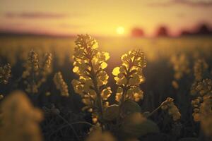 een veld- van geel bloemen met de zon instelling in de achtergrond, generatief ai foto