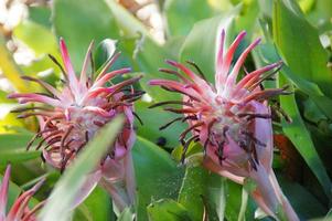 exotisch bloem groeit in een botanisch tuin Aan de Spaans eiland van Tenerife Aan een zomer warm zonnig dag foto