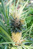 rijp ananas Aan een struik tussen groen bladeren in een natuurlijk milieu foto