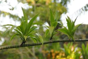 groen achtergrond met exotisch planten in de tuin foto